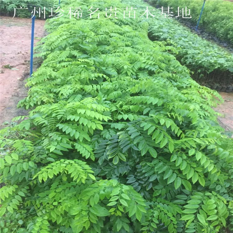 海南黄花梨树苗