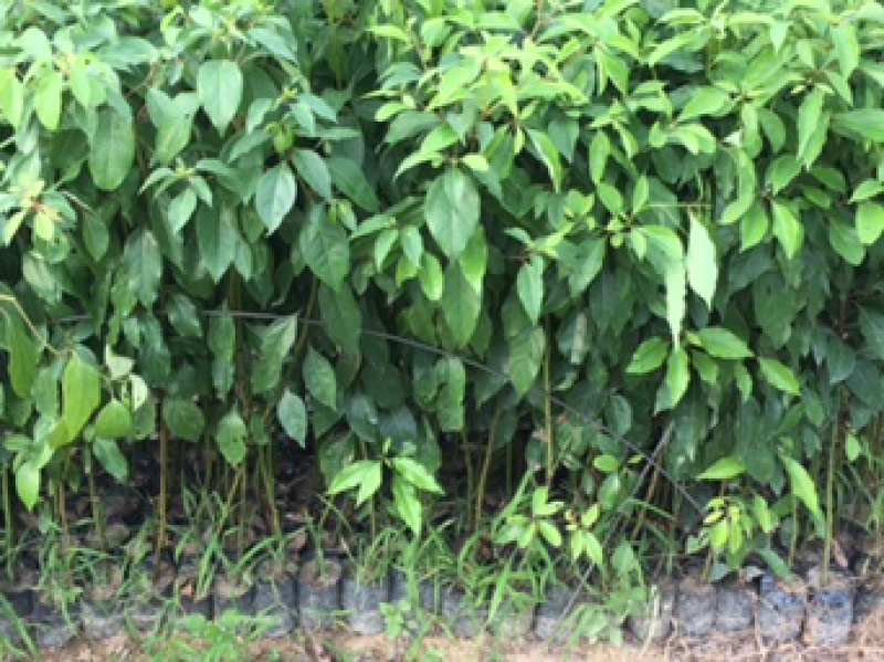 樟树苗70~80cm