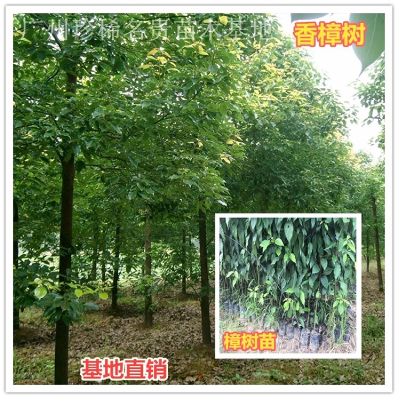 樟树苗70~80cm