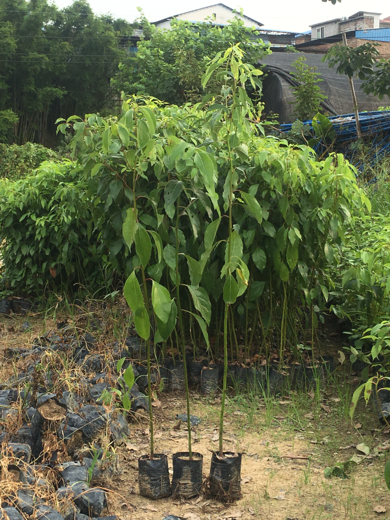 樟树苗70~80cm