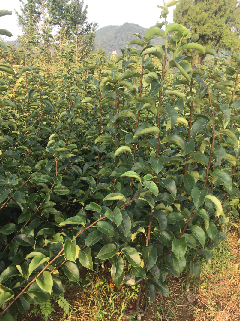 翠冠梨树苗品种质量保证，现挖现发