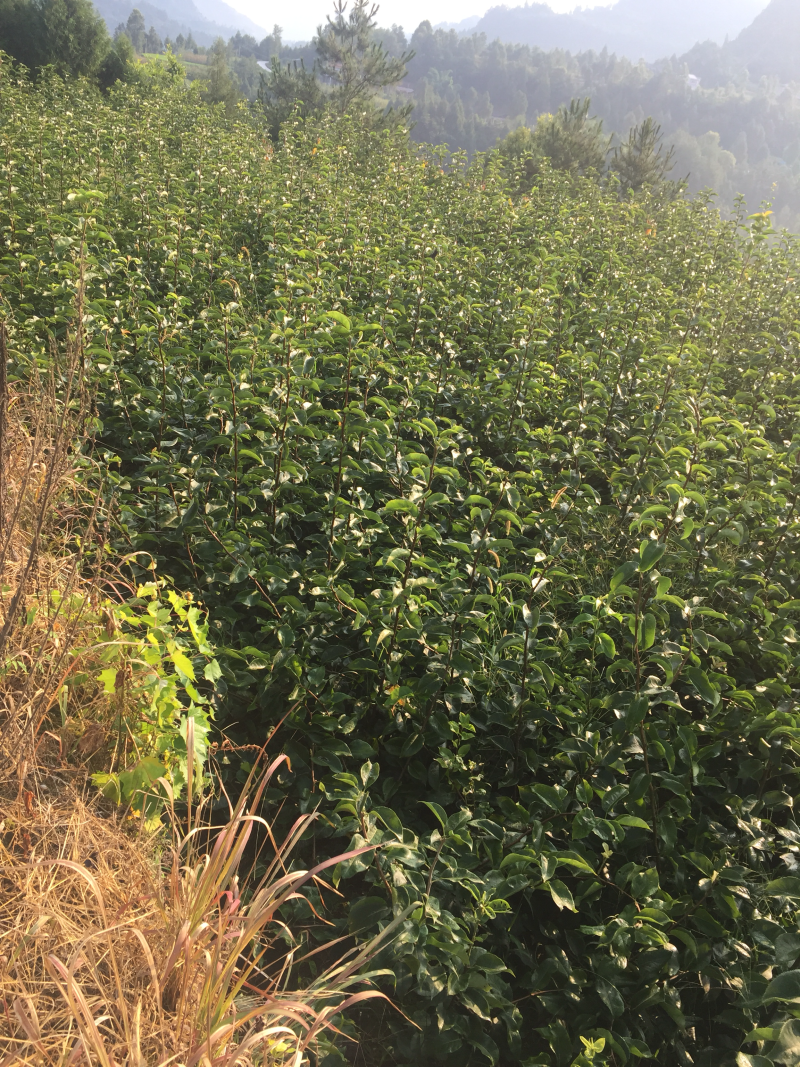 翠冠梨树苗品种质量保证，现挖现发
