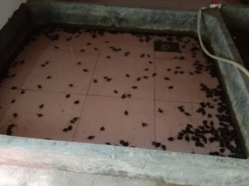 佛龟苗，长期有货，有需要的可以联系我