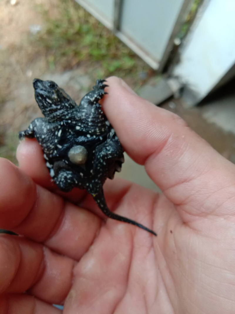 佛龟苗，长期有货，有需要的可以联系我
