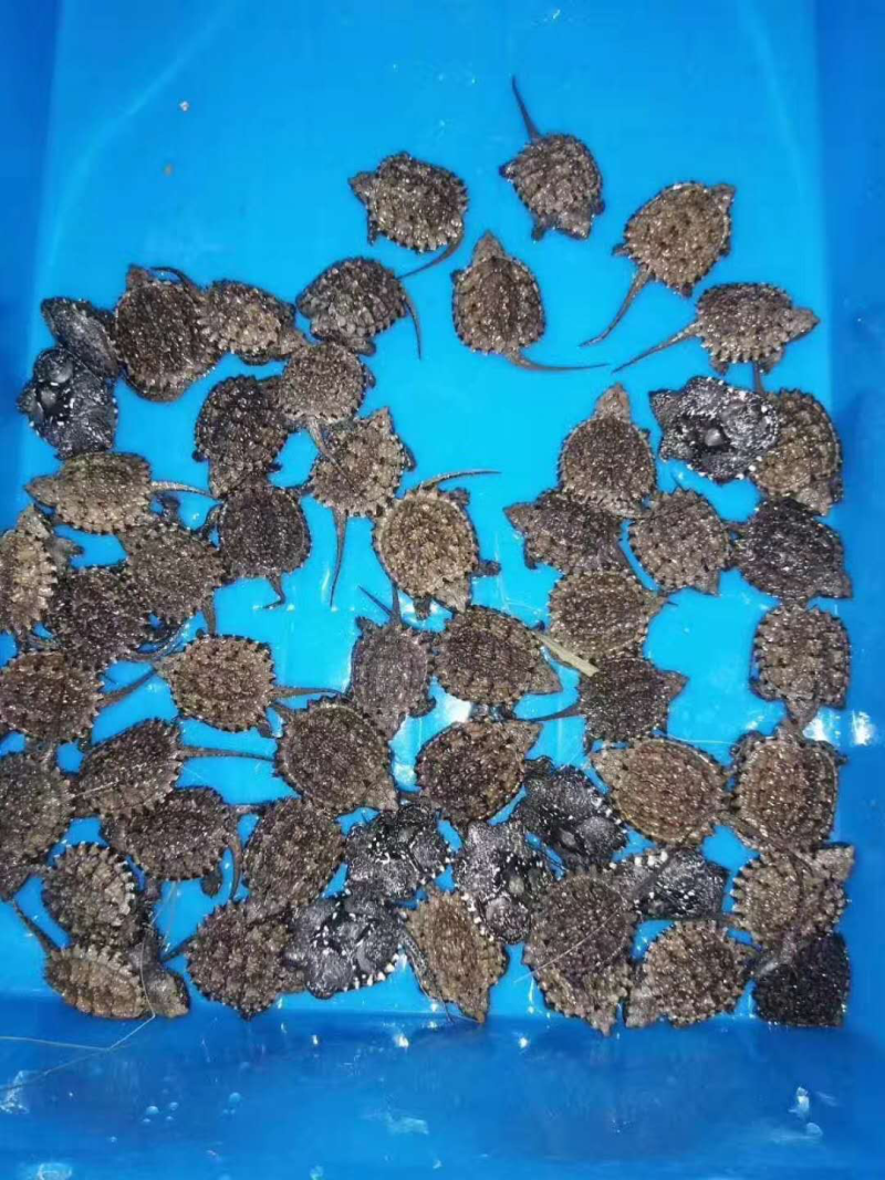 佛龟苗，长期有货，有需要的可以联系我