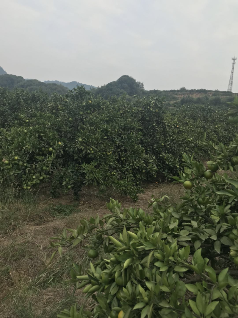 柑橘