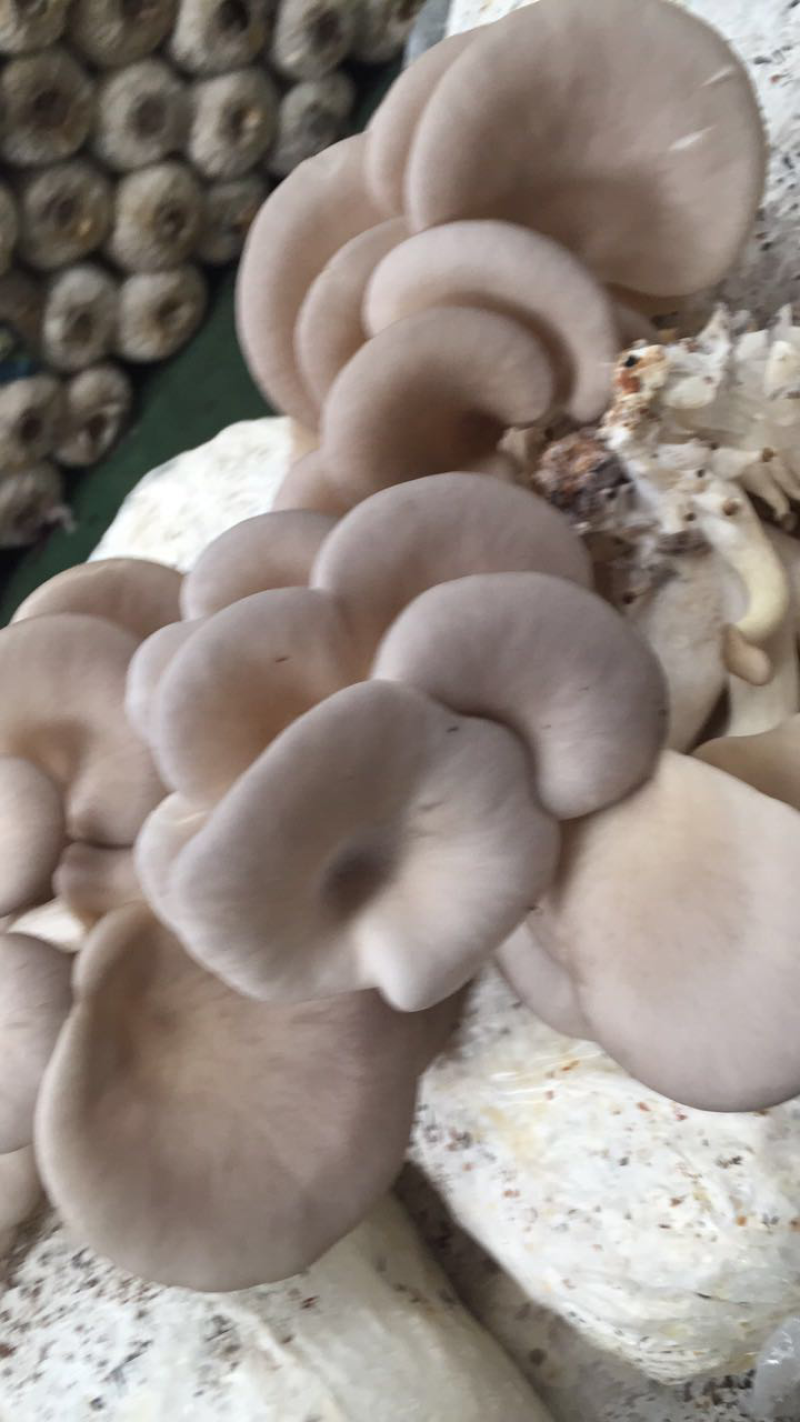鲜蘑菇大量供应中…