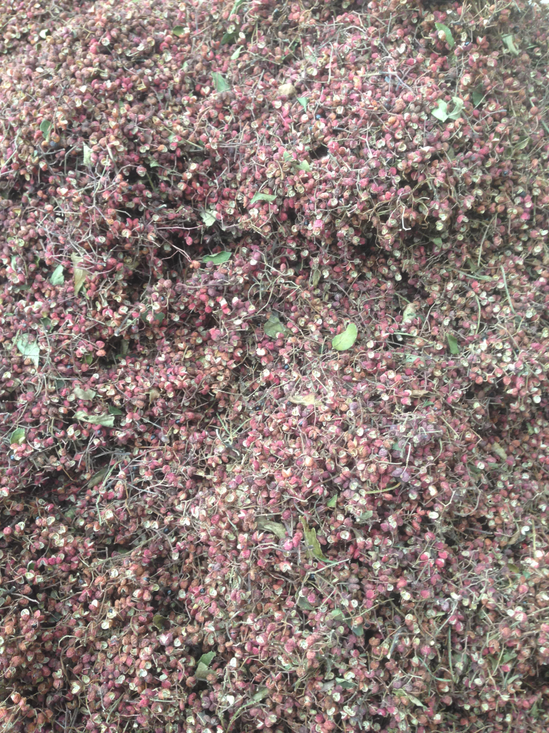 山东大红袍花椒红花椒可视频看货诚信经营质量保证