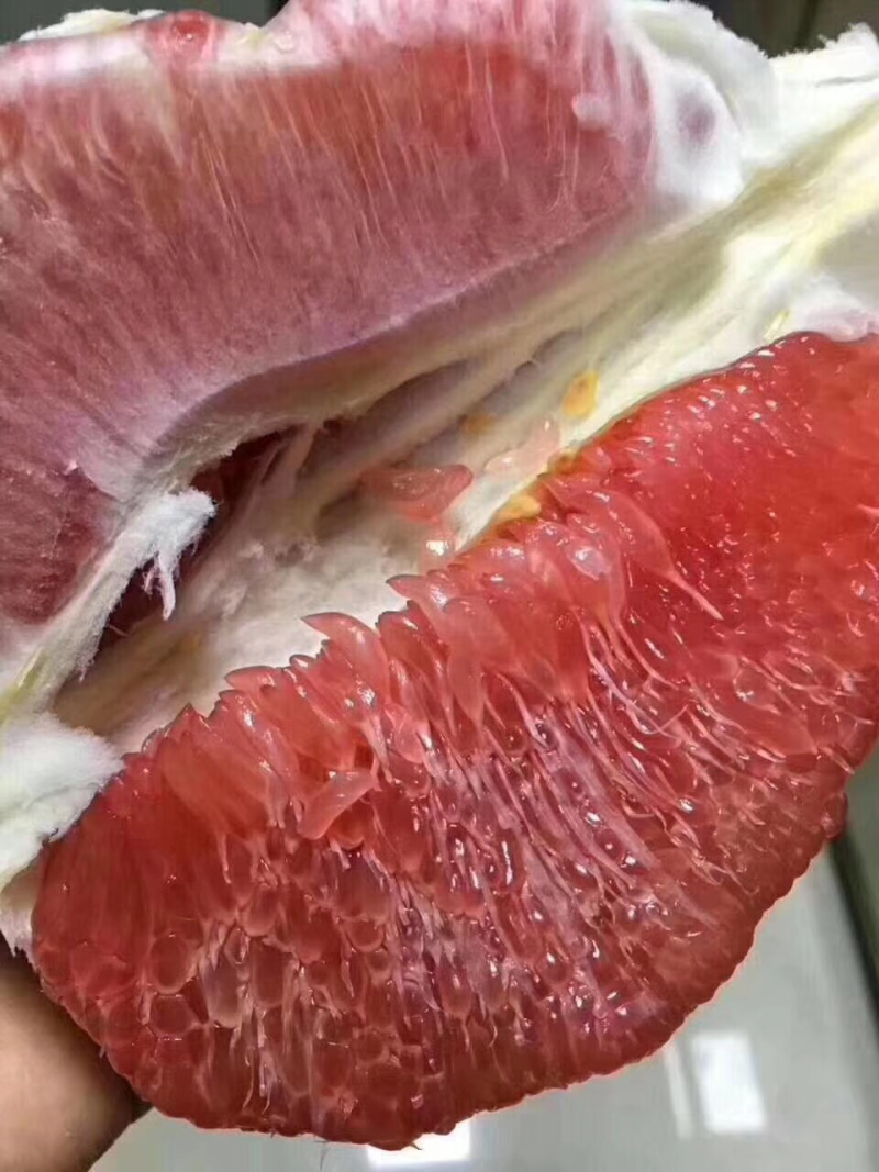 梅州梅县精品红肉蜜柚