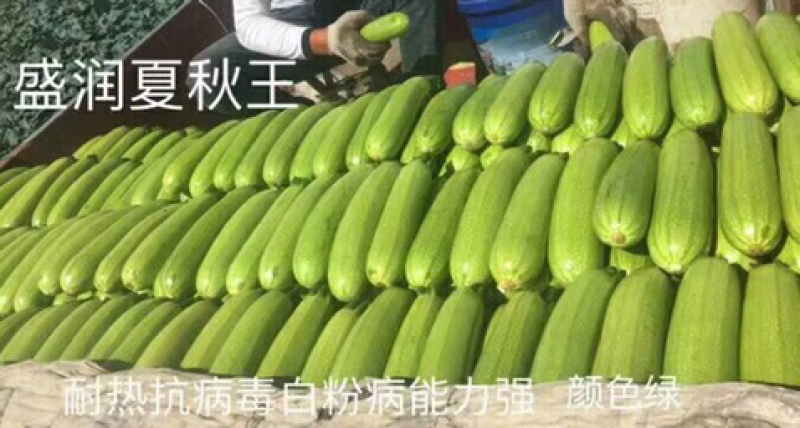 耐热油葫芦种子～夏秋王