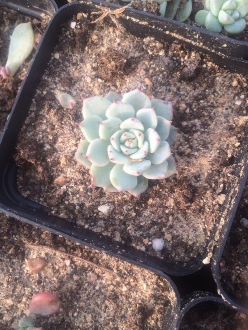 多肉植物