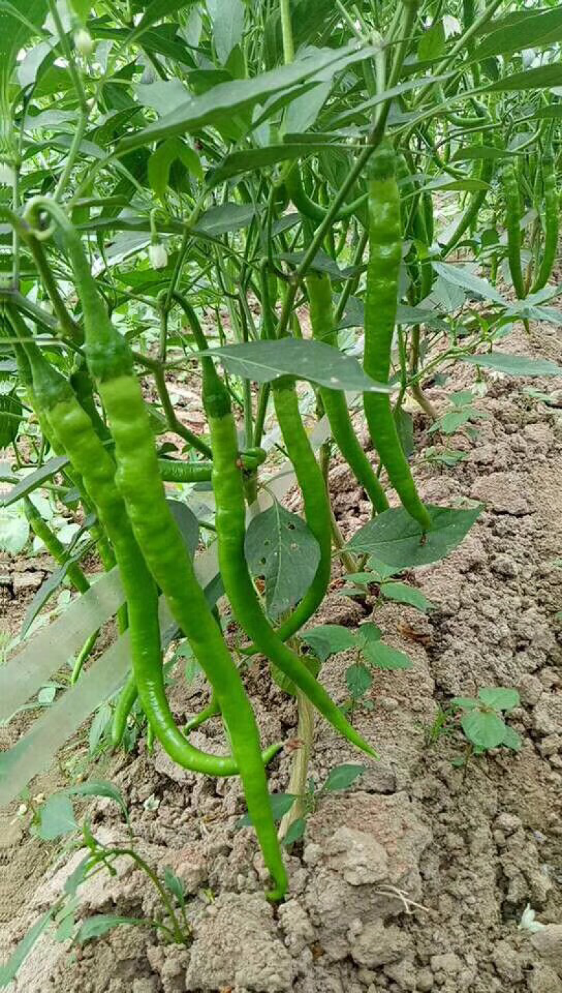 301辣椒，线椒大量上市