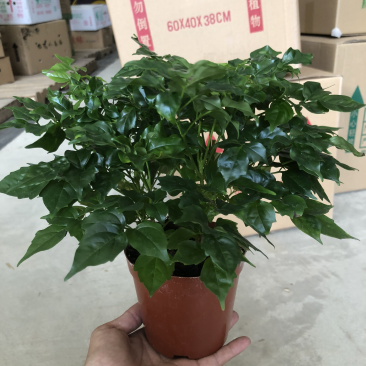 110规格幸福树