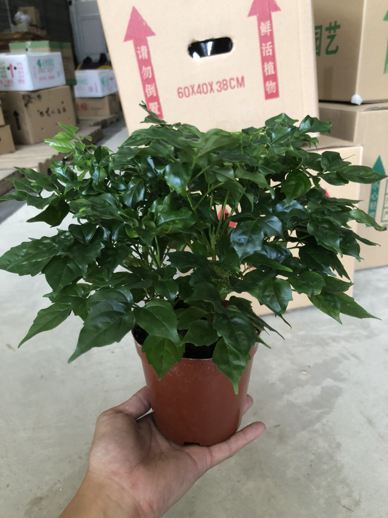 110规格幸福树