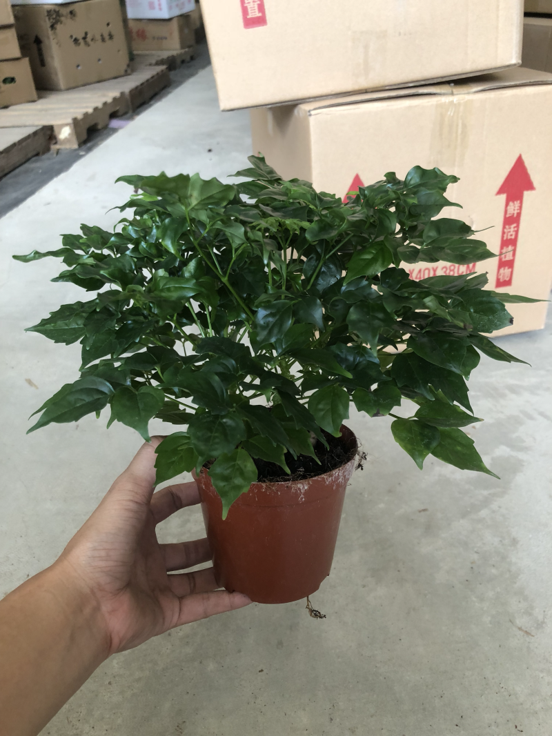 110规格幸福树