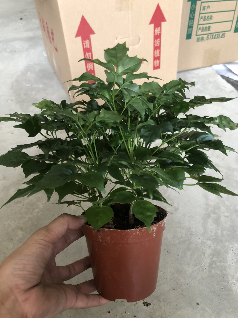 110规格幸福树