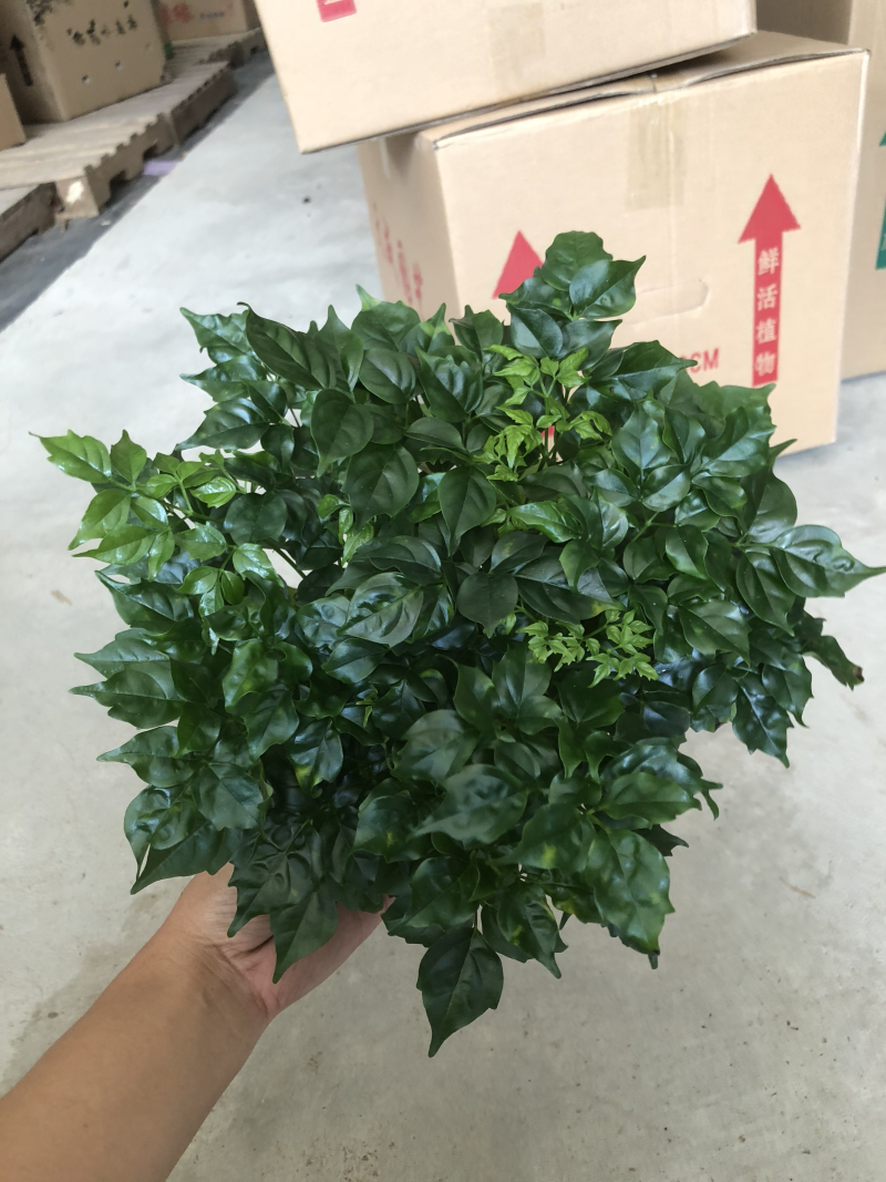110规格幸福树