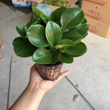 木纹盆碧玉