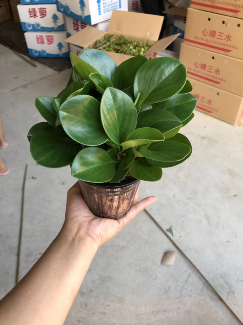 木纹盆碧玉