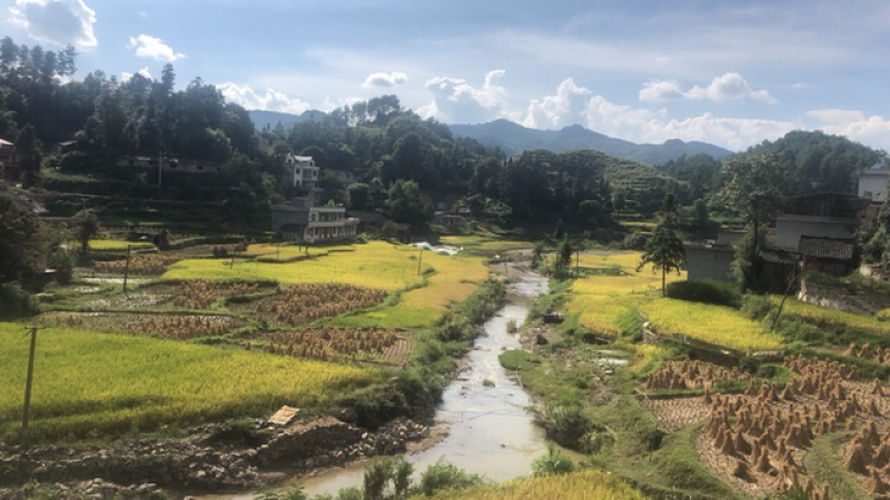 长期供应清水鱼