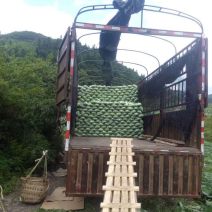 恩施，利川，两地包菜，种植1000多亩！