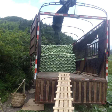 恩施，利川，两地包菜，种植1000多亩！