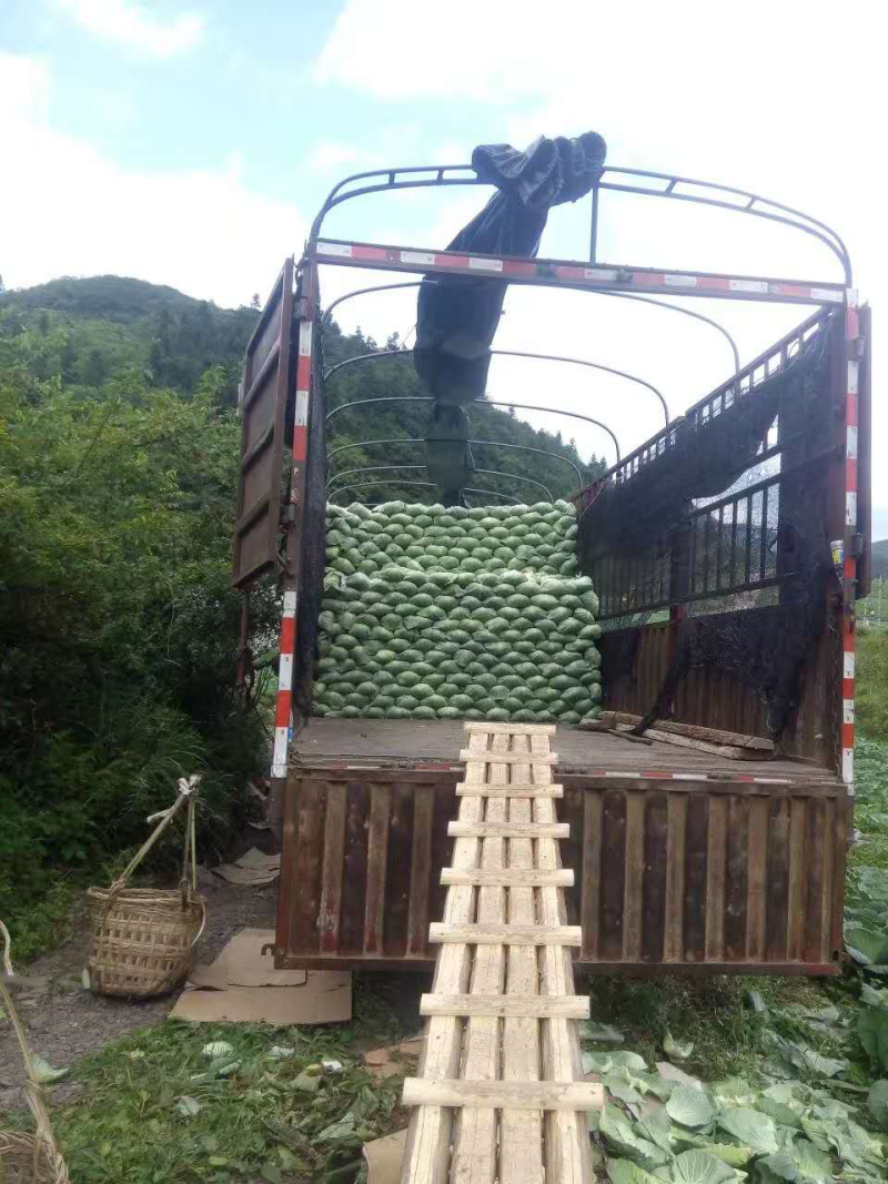 恩施，利川，两地包菜，种植1000多亩！