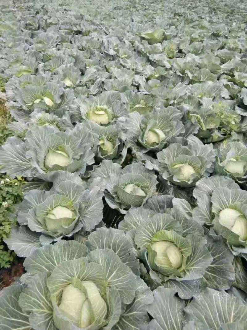 恩施，利川，两地包菜，种植1000多亩！