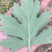 大叶艾草根