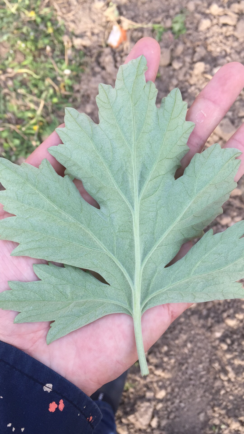 大叶艾草根