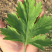 大叶艾草根