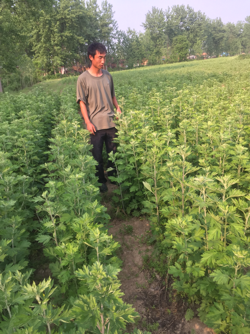 大叶艾草根