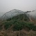 专业大棚种植合作社，万亩辣椒种植基地，有301，芜湖椒，