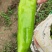 专业大棚种植合作社，万亩辣椒种植基地，有301，芜湖椒，