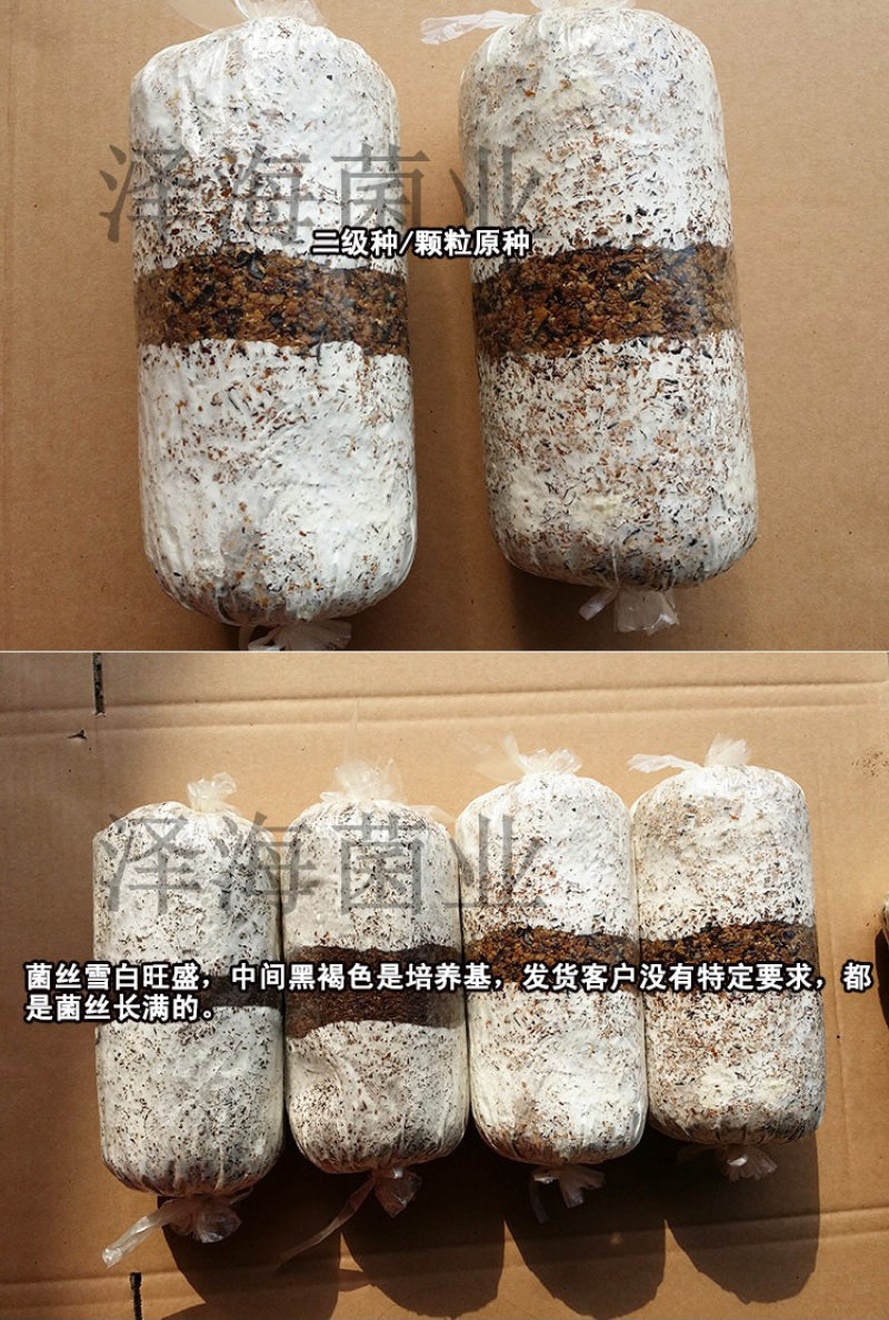 香菇试管母种颗粒种斜面种，需要请联系，品种多