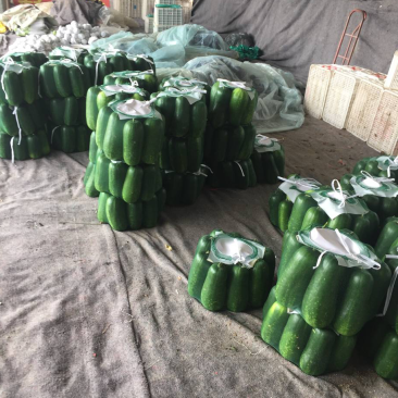 大量供应冬瓜，吊冬瓜