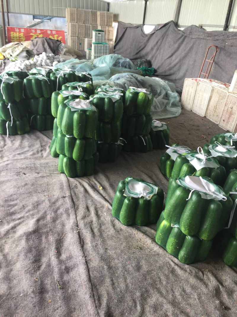 大量供应冬瓜，吊冬瓜