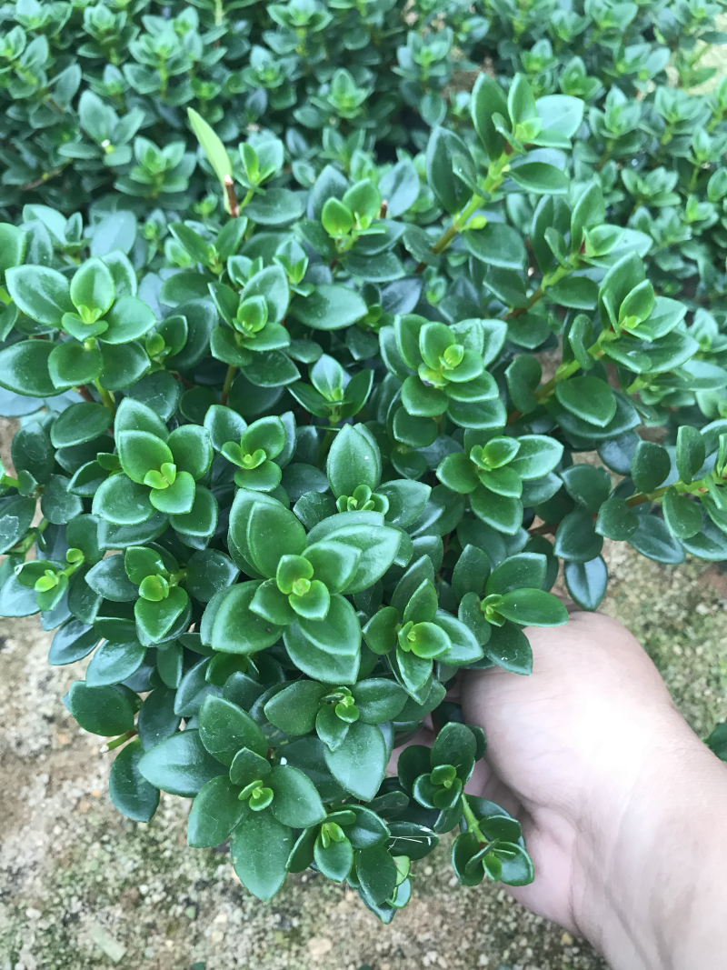金鱼花🐟