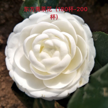 东方亮茶花盆栽白色茶花绿化苗木四季花卉