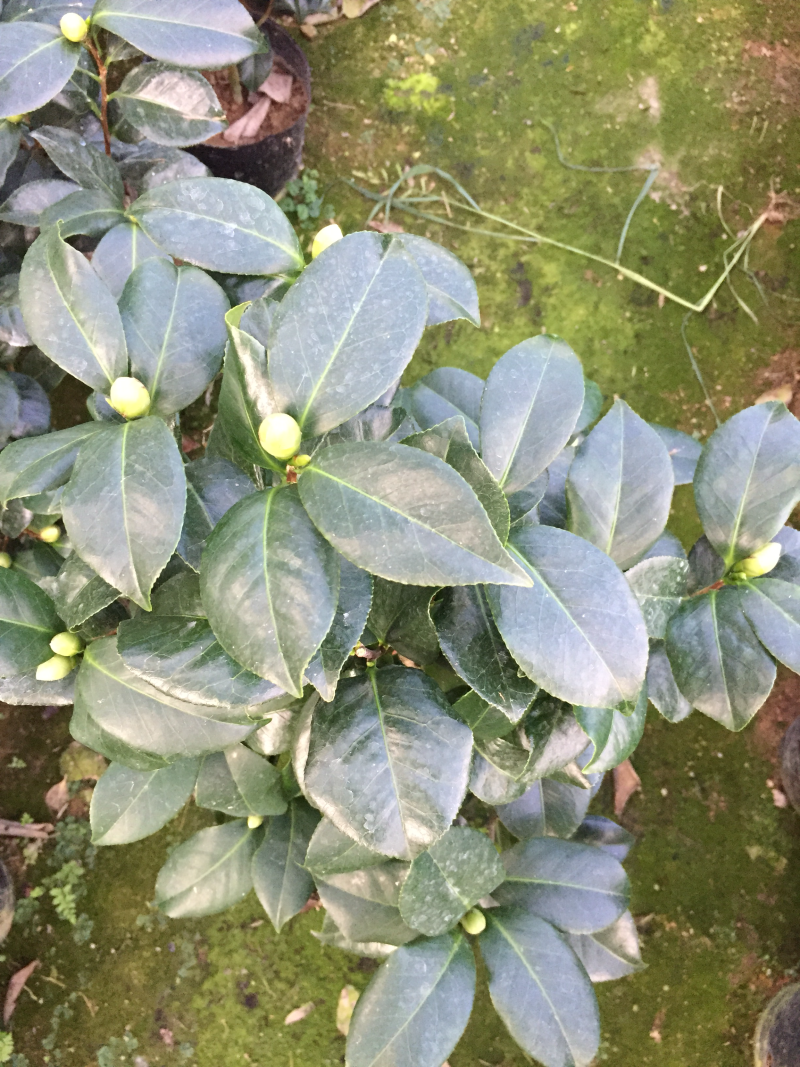 东方亮茶花盆栽白色茶花绿化苗木四季花卉