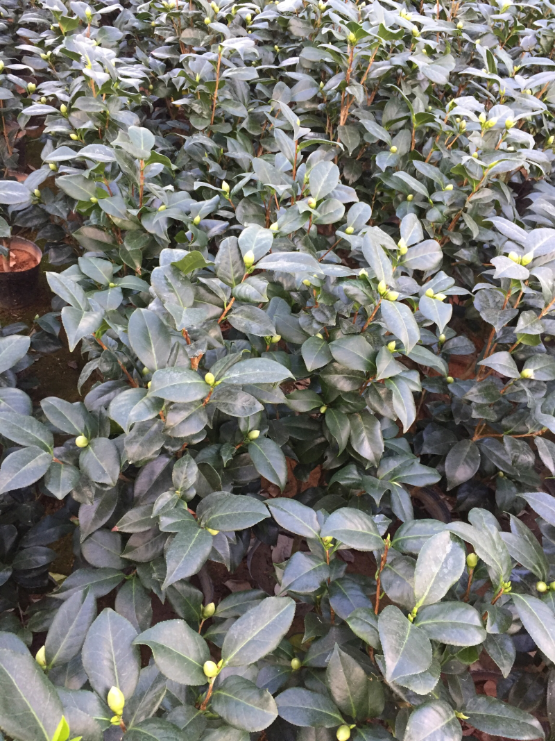 东方亮茶花盆栽白色茶花绿化苗木四季花卉