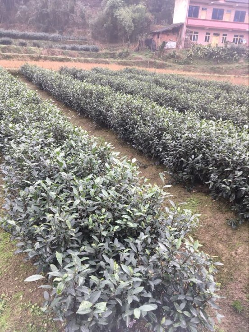 川茶