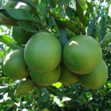 脐橙