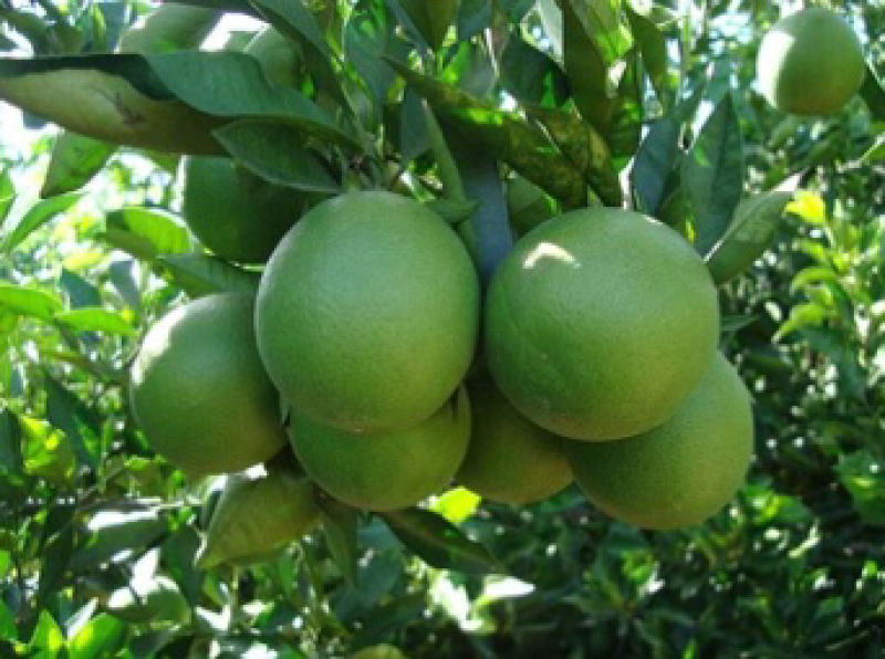 脐橙