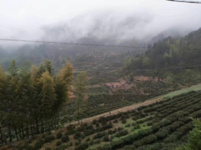 岳西翠兰，翠尖，高山野生茶出售