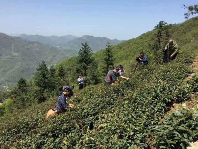 岳西翠兰，翠尖，高山野生茶出售