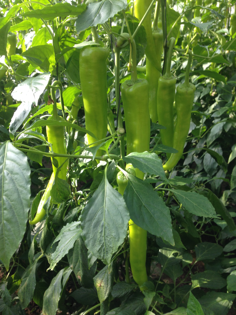 茄子辣椒，豆角西红柿