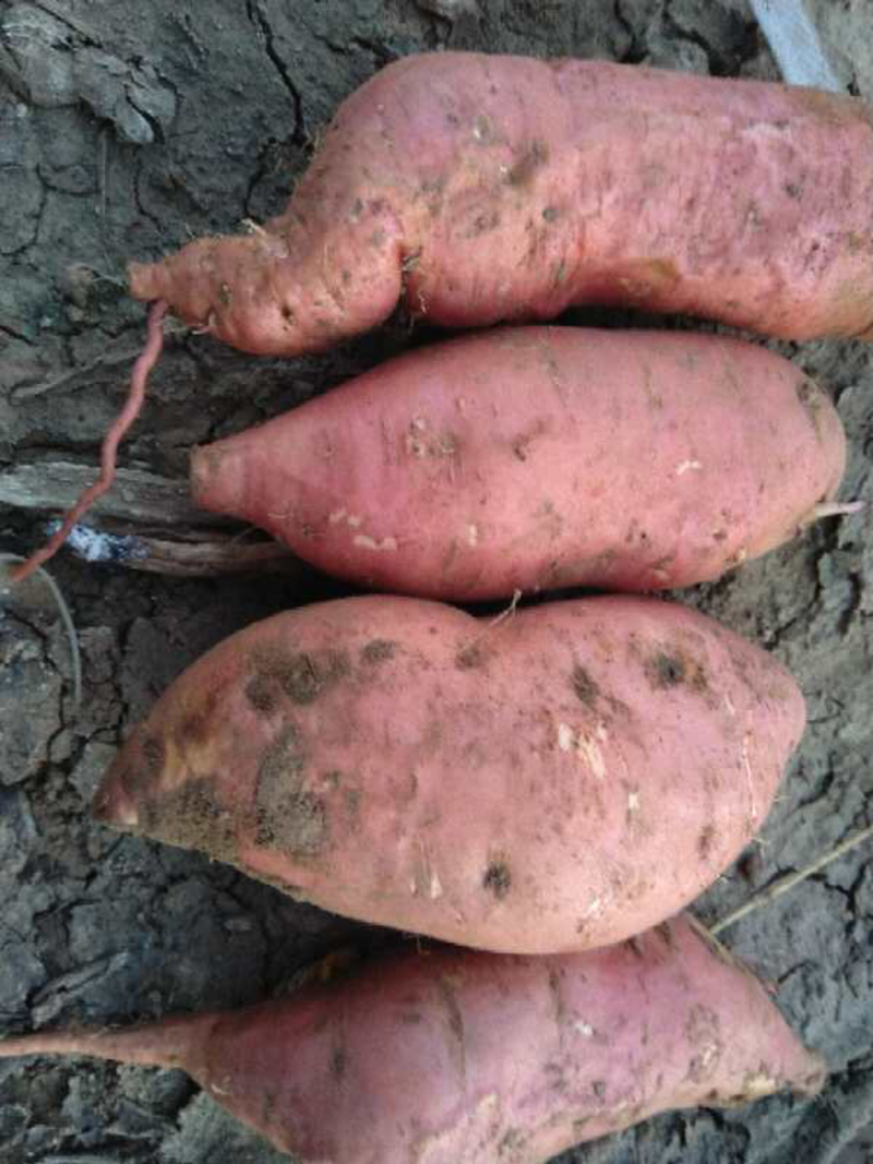 烟薯25地瓜30万斤