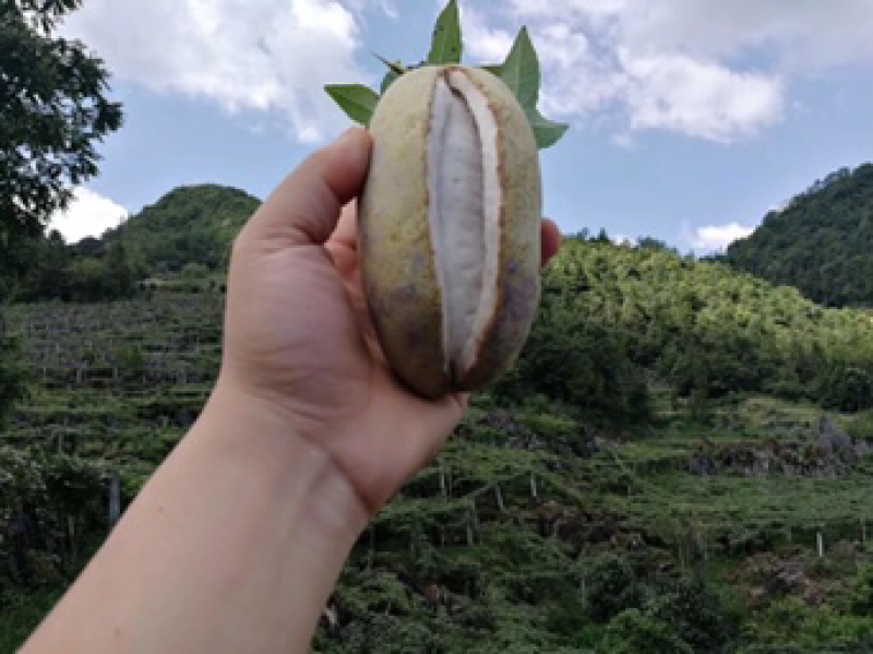 八月瓜苗