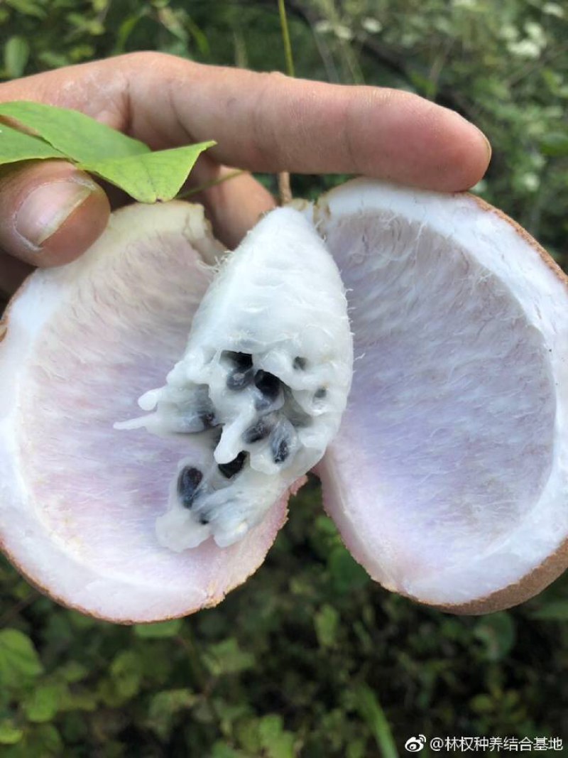 八月瓜苗